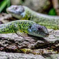 Lacera schreiberi - Lagarto verdinegro