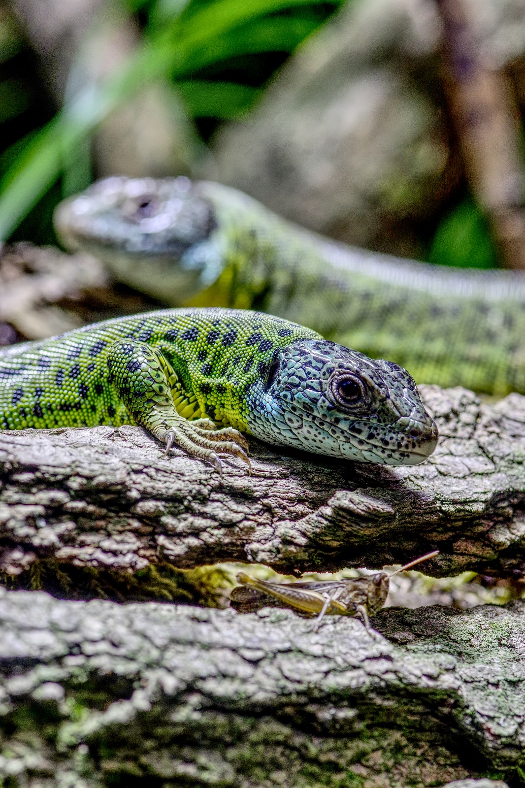 Lacera schreiberi - Lagarto verdinegro