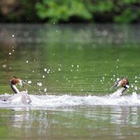 Haubentaucher Pentax K3 III