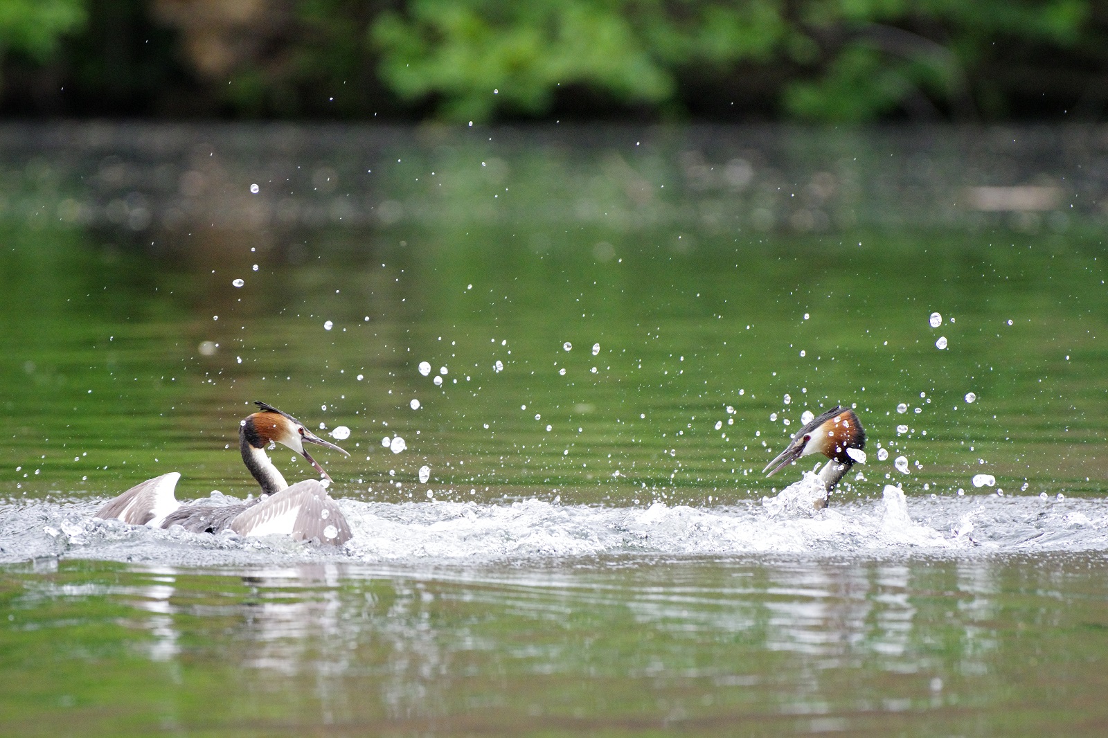 Haubentaucher Pentax K3 III