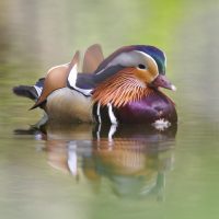 Mandarin Duck in Berlin Spandau