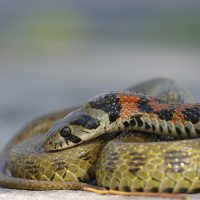 tigernatter tiger keelbackRhabdophis tigrinus