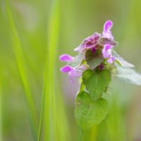 Lamium / Taubnessel