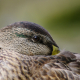 Mallard Duck Portrait and Feather Details